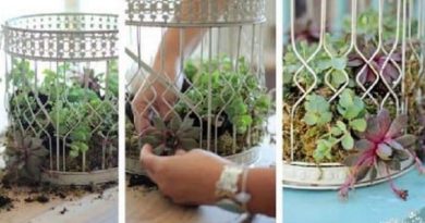 Birdcage Succulent Garden Planter