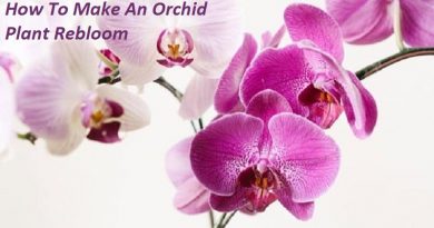 how orchid rebloom