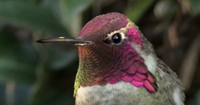 Hummingbird Is Gorgeous