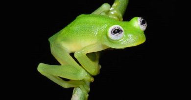 New Species Kermit the Frog