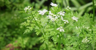 Chervil Herbs