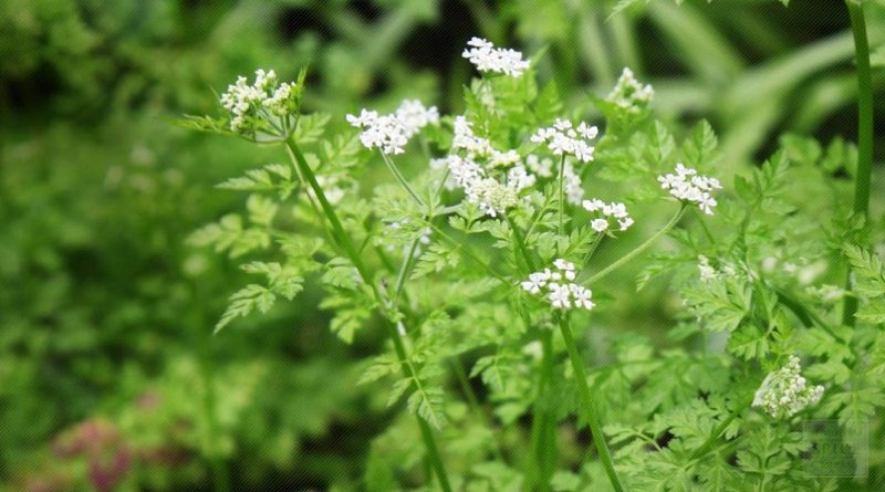 Chervil Herbs