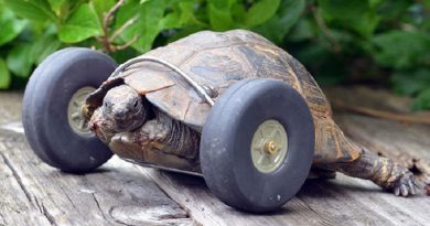 90-Year Old Tortoise Legs Were Eaten By Rats Gets Prosthetic Wheels (VIDEO)