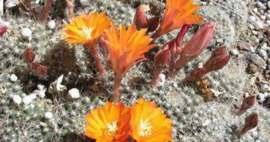 Beautiful Cactus