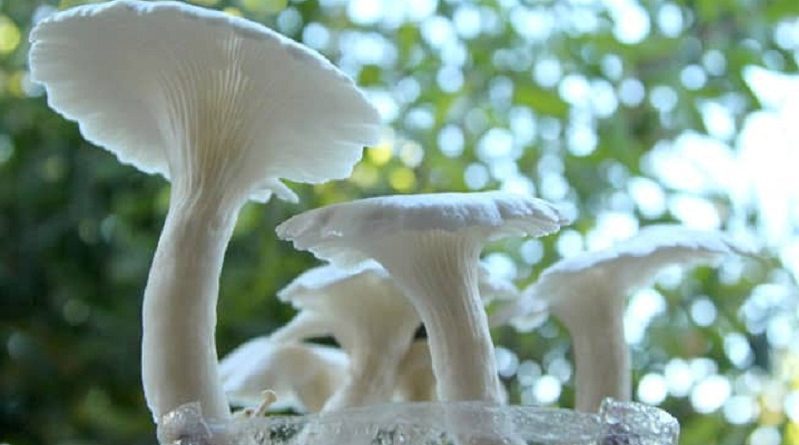 Grow Mushrooms The Tips