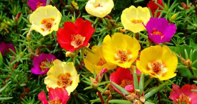 Portulaca Gandiflora