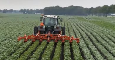 potato planting