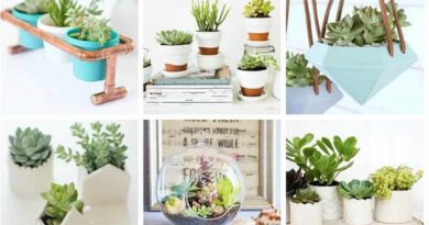 DIY Succulent Garden Ideas Try