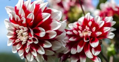 How to Grow Dahlias