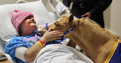 Horse Give Benefits for People