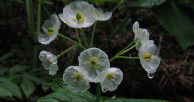 Flowers Turns into Skeleton