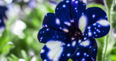 Night Sky Petunia Like hiding Secret Universes inside Them