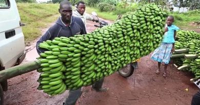 Harvest Banana