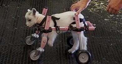 Baby Goat Born Without Front Legs Is The Spunkiest Little Thing (Video)