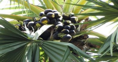 palmyra fruit