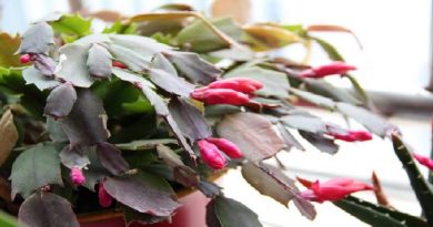 Christmas-Cactus-Bloom!