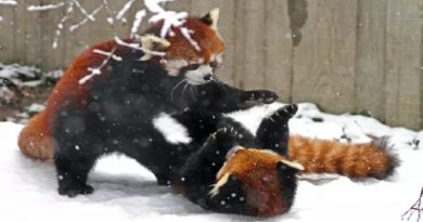 Red Pandas