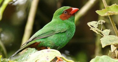 Green Tanager