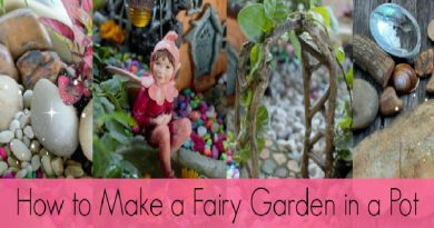 Make a Fairy Garden