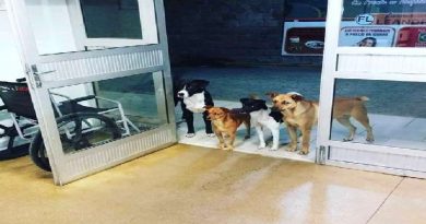 Homeless Man Admitted To Hospital, His Stray Dog Friends Wait For Him At The Door