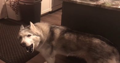 Mom Follows Her Complaining Husky Around The House And Hilariously Discovers What He Wants (VIDEO)