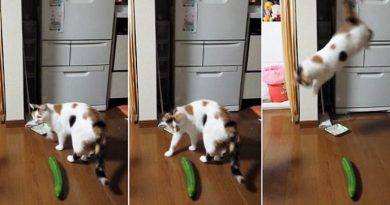 Cats And Cucumbers