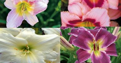 DAYLILY VARIETIES