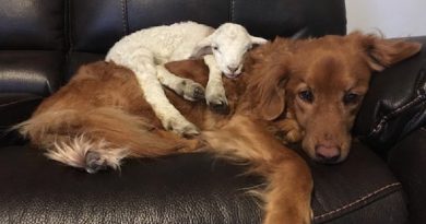 Goat Comforts Dog