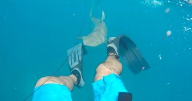 Spearfishing Diver Being Attacked By 8ft Reef Shark