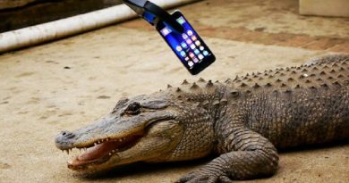 What Happens If an Alligator Bites an iPhone 7?(Video)