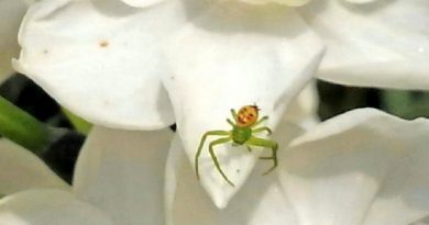 Little Spider Like A Happy Man