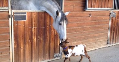 Watching This Goat Try To Befriend a Horse Will Brighten Your Day(Video)