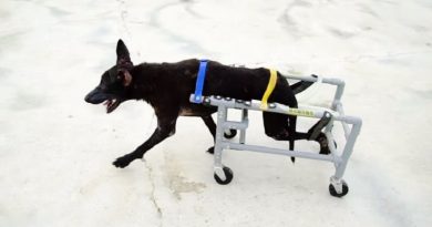 Wheelchairs Animals Give Strays Chance