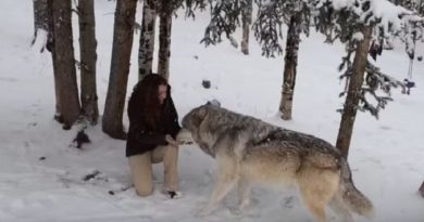 Wolf Walk Up to a Woman