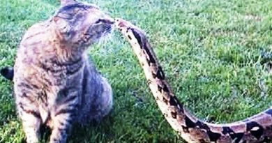 This Brave Cat Came With A Deadly Snake