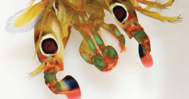 Insects’ Neural Learning