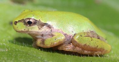 Frogs Can't Vomit