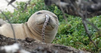 Why Do Monk Get Eels Up Their Noses