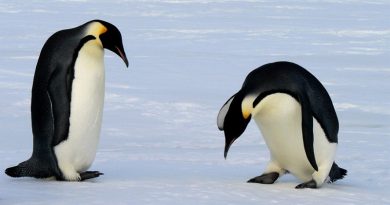 Penguin Feet Don’t Freeze