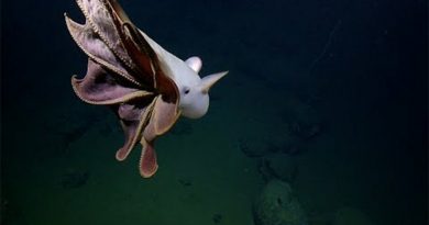 Ghostly Dumbo Octopus