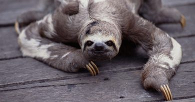 why sloths slow