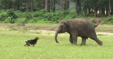 Baby Elephant Chases Pet