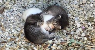 Rescuers Found Two Kittens