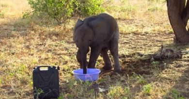 Baby Elephant Rescued Rangers