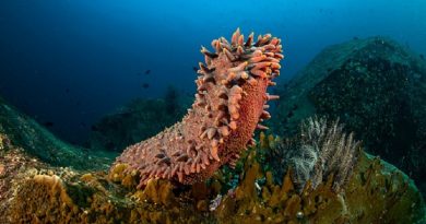 Sea Cucumbers