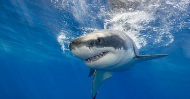 Climate Change is Making Sharks right-handed