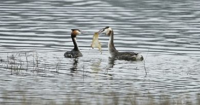 Depressing Water Bird