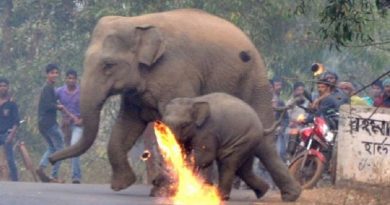Mother Elephant And Her Calf Attacked With Firebombs As Deforestation Drives Them Into The Paths Of Humans  (VIDEO)