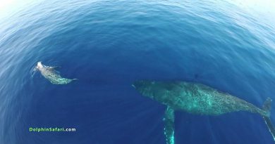 HUGE Dolphin Pod