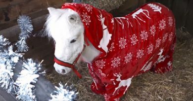 This Horse Is Bundled Up He’s Ridiculously Cute Too